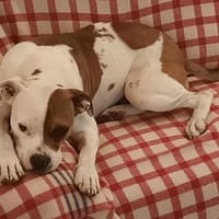 LOKI CN, chien à adopter