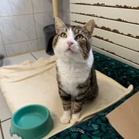 Wanga [Fiv+], chat à adopter