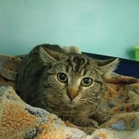 JENGA QCT, chatte à adopter