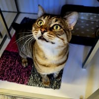 NADOOD QCT, chat à adopter