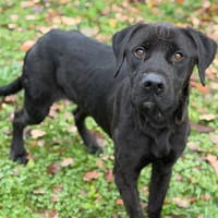 Wilby CAA14366, chien à adopter