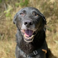 REXY VAA, chien à adopter