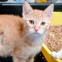 Nougatine [Chaton], chatte à adopter