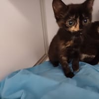 HARMONIE(en cours d adoption), chatte à adopter