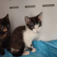 LUIGI, chat à adopter