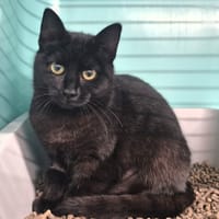 NYX, chatte à adopter