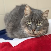 Guimauve Cab3780, chat à adopter