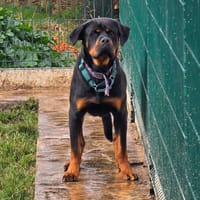 VALHALLA, chien à adopter