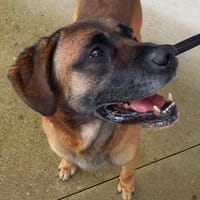 CACTUS QCN, chien à adopter