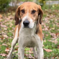 César CAA14370, chien à adopter