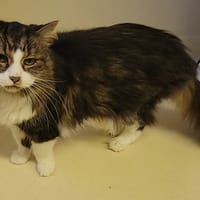 AMADEUS PAB28214, chat à adopter