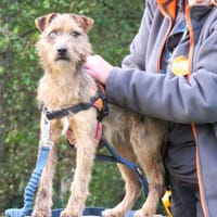 GIPSY, chienne à adopter