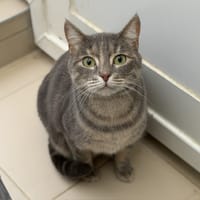 Nenette CAB4860, chatte à adopter