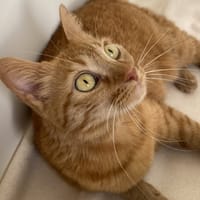 SMITH, chatte à adopter