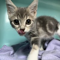 Robeen, chatte à adopter