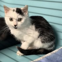 Baya CAB4858, chatte à adopter