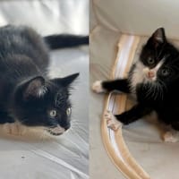 TOULOUSE CHA, chat à adopter