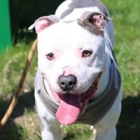 ROCKY, chien à adopter