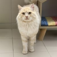 Milo CAB4855, chat à adopter