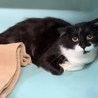 Arya CAB4862, chatte à adopter