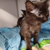 DAISY(en cours d adoption), chatte à adopter