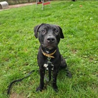 PUDDING PAA23027, chien à adopter