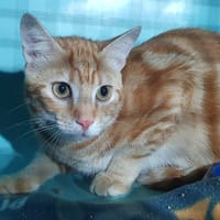 GINKO CHA, chat à adopter