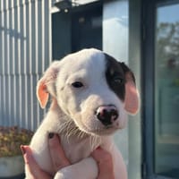 TIKA, chienne à adopter