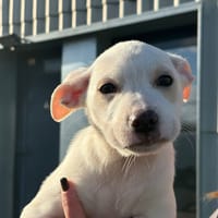 DINA, chienne à adopter