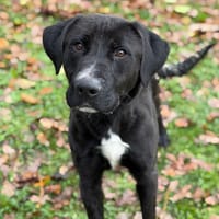 Wasabi CAA14367, chien à adopter