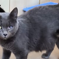 FARAH, chatte à adopter