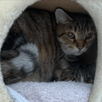 Dora, chatte à adopter