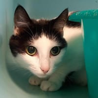 SHIVA QCT, chatte à adopter