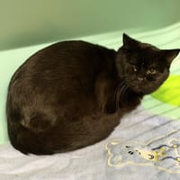 Kuro CAB4857, chat à adopter