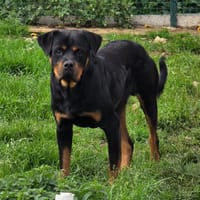 VIKING, chien à adopter