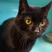 SOCRATE QCT, chat à adopter