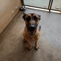 Pluto, chien à adopter