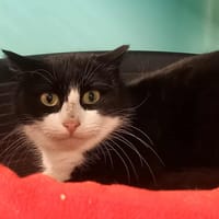 RHODO QCT, chat à adopter