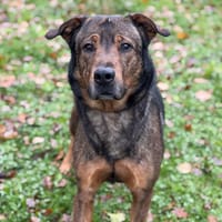 Buster CAA14365, chien à adopter