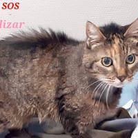 BLIZAR, chatte à adopter