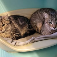 youpi, chatte à adopter