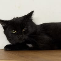 Leylo CAB4861, chat à adopter