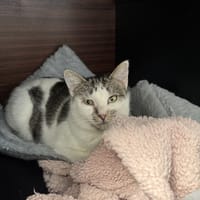 A17228 YAGA, chatte à adopter