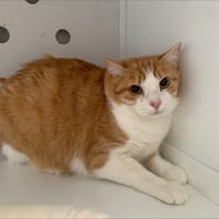 benji, chat à adopter