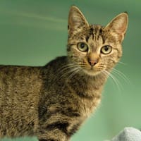 SATURNE PAB28243, chatte à adopter