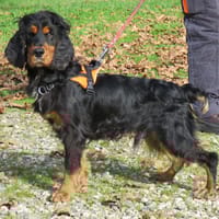 Zouma, chien à adopter