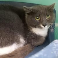 TROENE QCT, chat à adopter