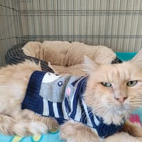 COUSIN MACHIN QCT, chat à adopter