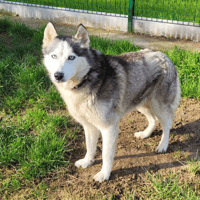 IRINA, chienne à adopter