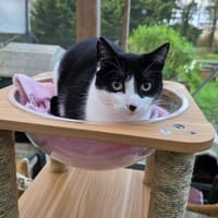 DUCHESSE QCT, chatte à adopter
